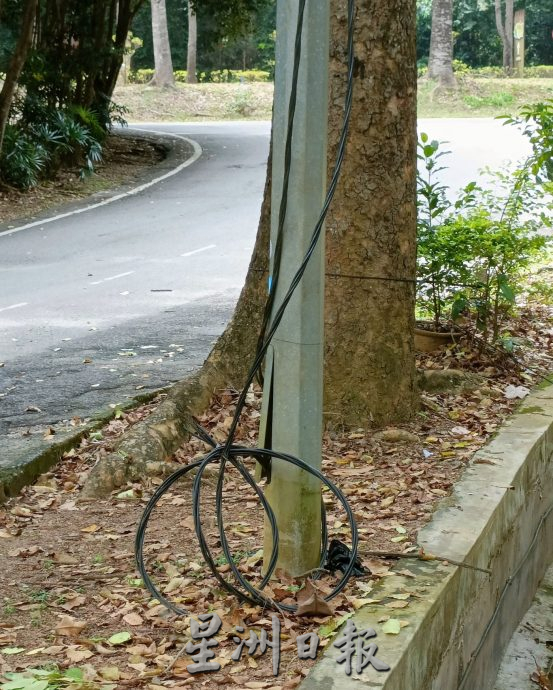 （古城封面主文）植物园停车场大树破坏基设·枝桠掉落 树倒无声