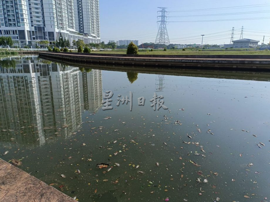 涨潮导致海水倒灌 上千死鱼漂浮甲河面