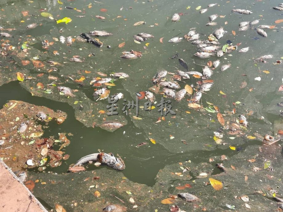 涨潮导致海水倒灌 上千死鱼漂浮甲河面