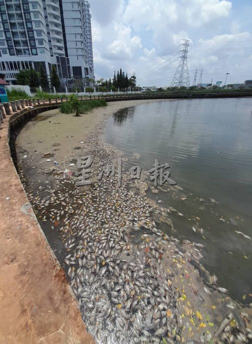 涨潮导致海水倒灌 上千死鱼漂浮甲河面