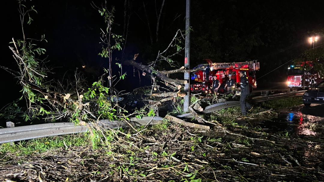 树倒印裔司机被砸死案：案发现场逾10棵树倒，6车被砸！