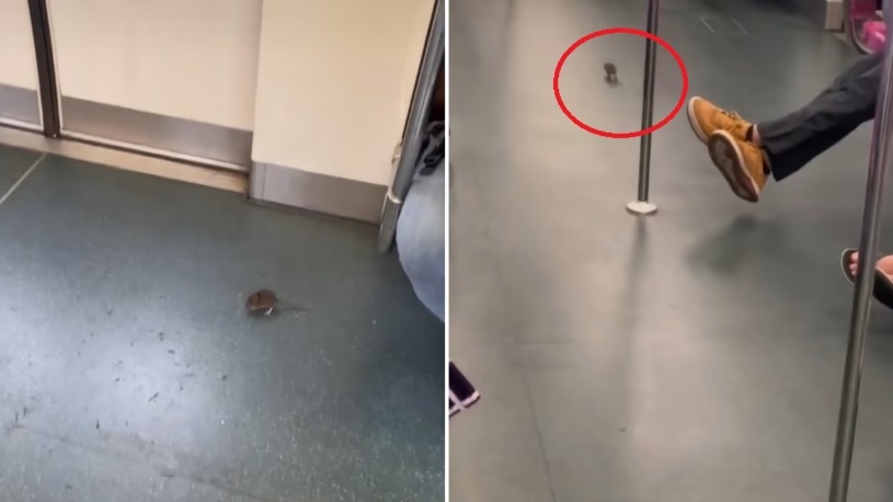 （已签发）柔：狮城二三事：老鼠“搭”地铁视频网上热传   SMRT：已将老鼠移除 