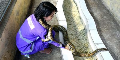 Pythons on your porch? Call Myanmar’s ‘Snake Princess’