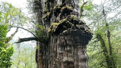 World’s ‘oldest’ tree able to reveal planet’s secrets