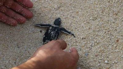气候海洋污染 纳闽海龟产卵量减