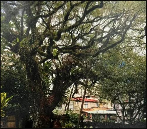 23年前护住的老樟树又要被铲 龙应台急见李四川陈情 老树留住了！