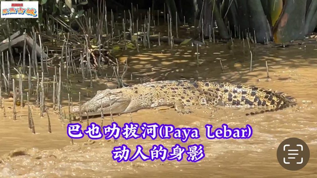 视频 | Paya Lebar 生态旅游 看鳄鱼尝河蚬观炭窑采葡萄