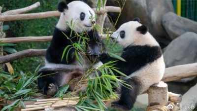 ​“谊谊”和“升谊”料8月后回中国  动物园：有“兴兴”和“靓靓”在够了