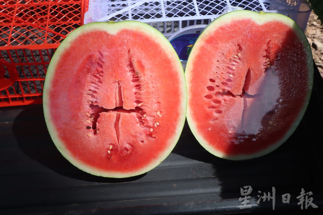西瓜量产便宜卖，大热天气解暑水果首选，有贩商指称一天可卖500公斤至1000公斤西瓜。