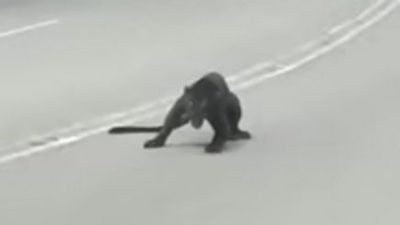视频 | 黑豹越过道路 遭休旅车撞毙