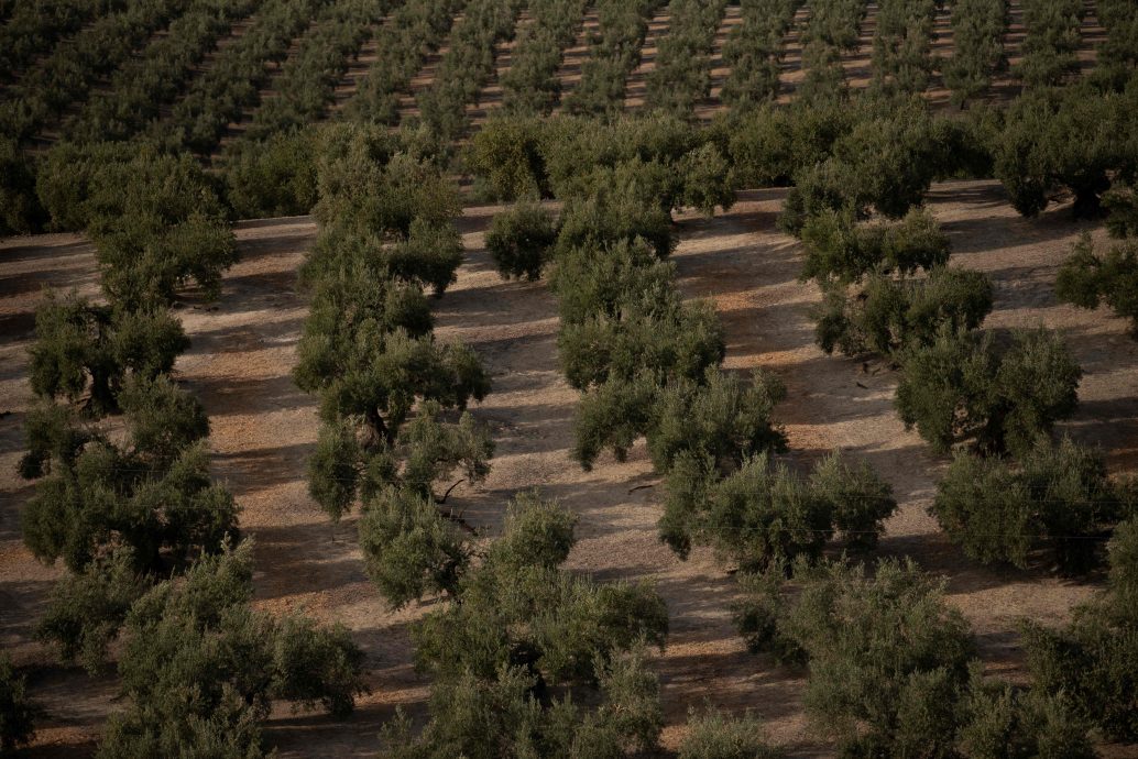 全球最大橄榄油生产国 西班牙乾旱高温恐再欠收