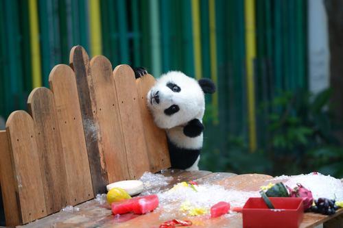 动物园送特制“冰蛋糕”庆生  熊猫宝宝升谊两岁了！ 