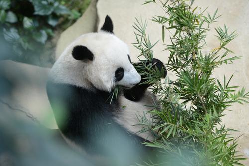 动物园送特制“冰蛋糕”庆生  熊猫宝宝升谊两岁了！ 