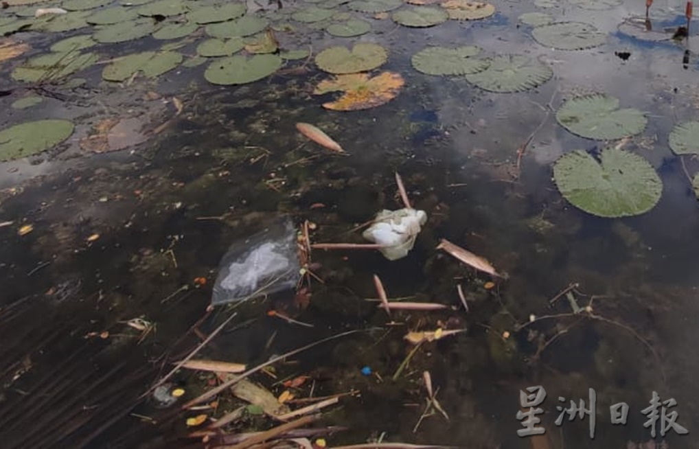 太平湖西湖黑藻丛生破坏美观威胁生态
