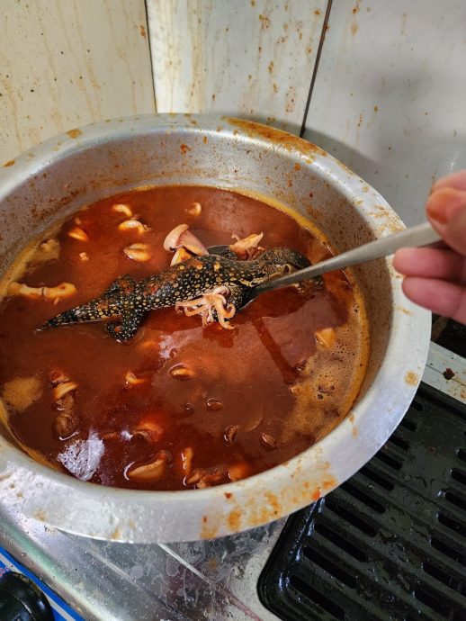 妹妹煮苏东叁巴不听妈妈话 一只蜥蜴掉入坏了整锅汤