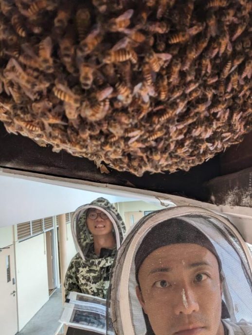 *已签发*柔：狮城二三事：4万蜜蜂从蒙巴登迁东海岸 狮城救蜂组织助搬新家
