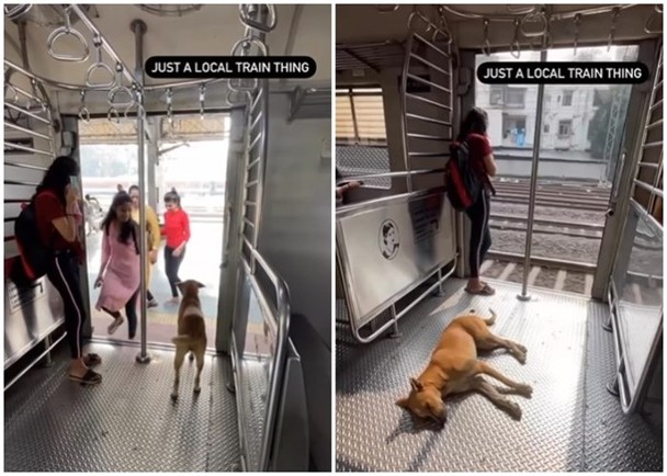 拼盘／孟买流浪狗每日搭火车　与乘客和平共处