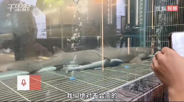 拼盘／逛鱼店惊喜偶遇母鲨产子过程　众人忧被吃掉　结局超暖