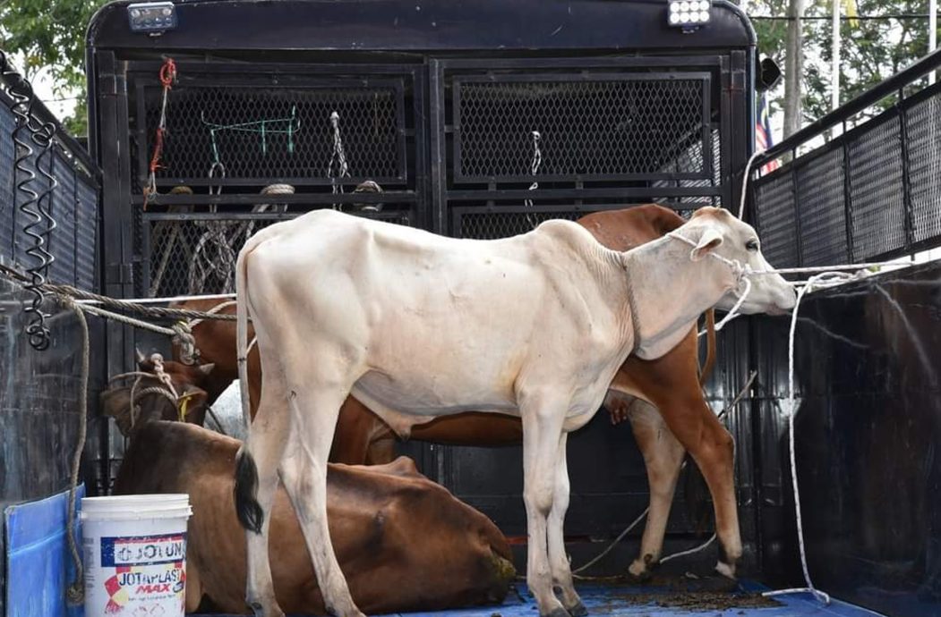 曼绒市议会拍卖3只牛 获7700收入