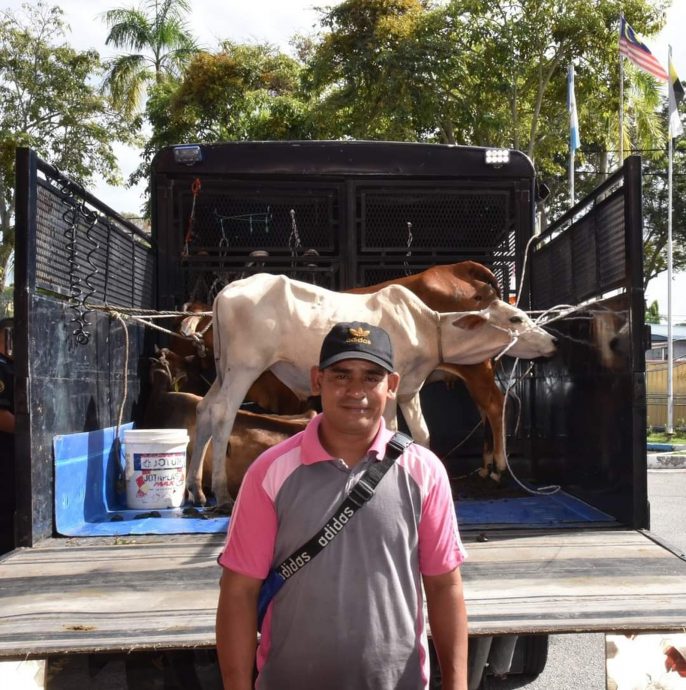 曼绒市议会拍卖3只牛 获7700收入