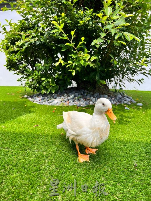 柔：【宠物萌萌哒】（5月20日刊）：鸭中“爱马仕”柯尔鸭，温驯黏人好讨喜