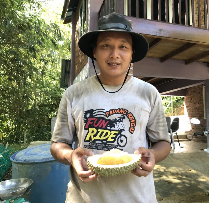 榴梿季节可吃到新鲜果王 果园民宿越来越受欢迎
