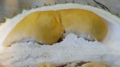 榴梿季节可吃到新鲜果王  果园民宿越来越受欢迎