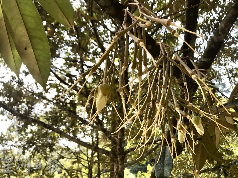 榴梿树开足3次花 未来4个月不愁吃榴梿