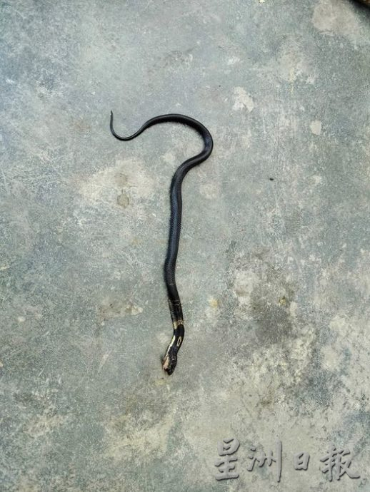 毒蛇潜入住屋厨房 华男被咬伤入院