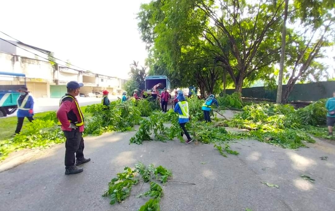 淡马鲁市会出动云梯 文德甲工业区修砍老树
