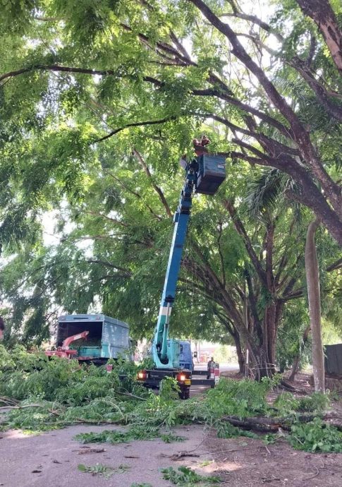淡马鲁市会出动云梯 文德甲工业区修砍老树
