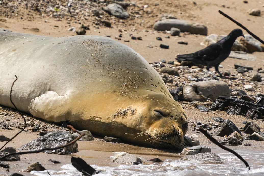 濒危的地中海俗海豹出现在以色列海滩 当局围出隔离区