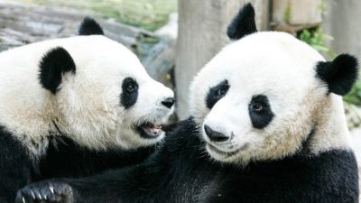 旅泰大熊猫林惠死因公布 官方：多器官功能衰竭