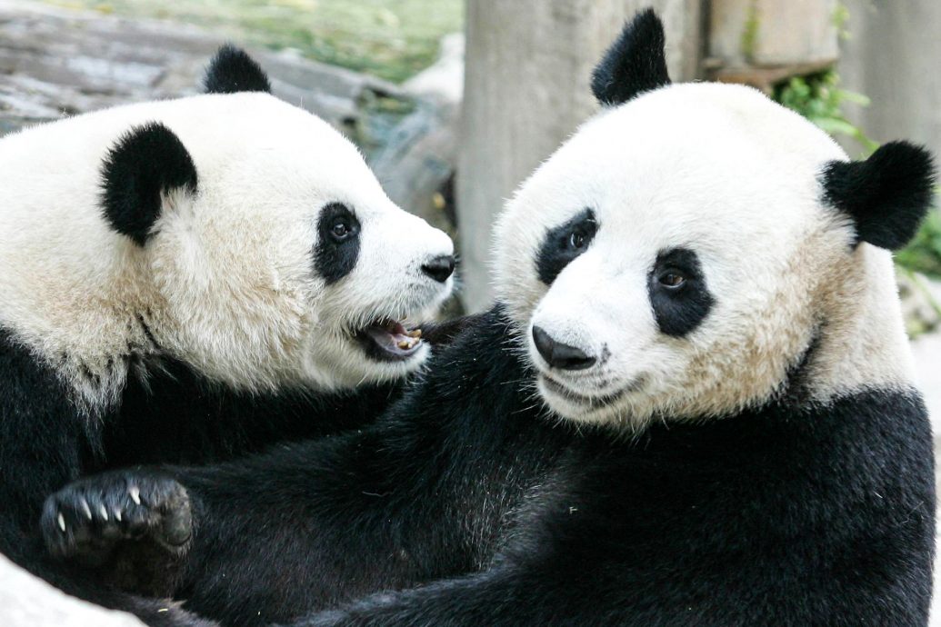  看世界）旅泰大熊猫林惠死因公布 官方：多器官功能衰竭