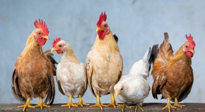 禽流感病毒来袭 世界最大鸡肉出口国巴西中招
