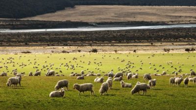 纽西兰羊与人数量少于5比1 创历史新低