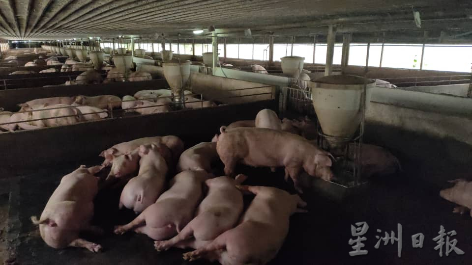 西华尼申：州政府计划今年完成30%现代化养猪场申请