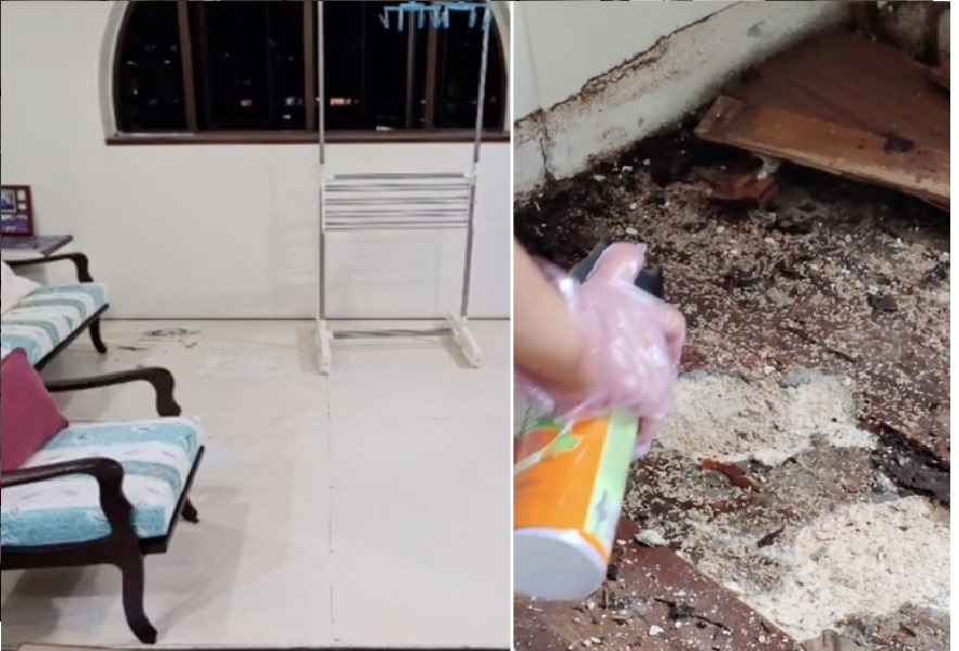  视频|白蚁啃空木地板触目惊心  装修老板：避免阳台区域铺镶木地板