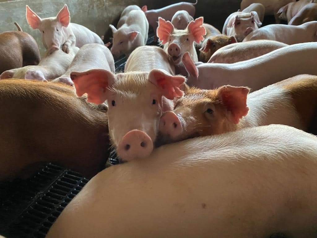 六成猪送雪宰杀 考虑再增设一座 霹政府不关华林市宰猪场