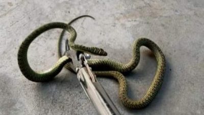 义消队员：避免被蛇咬伤   捉蛇须用蛇钳带手套