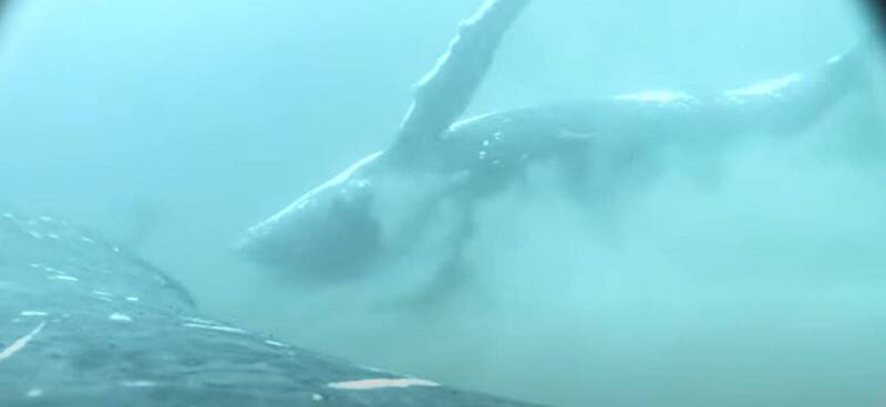 鲸鱼会洗澡吗？座头鲸在海底洗香香影片首度曝光