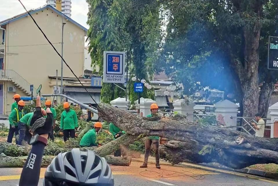 大树倒下险砸乘摩托夫妻，市厅员工撑高电线维持交通