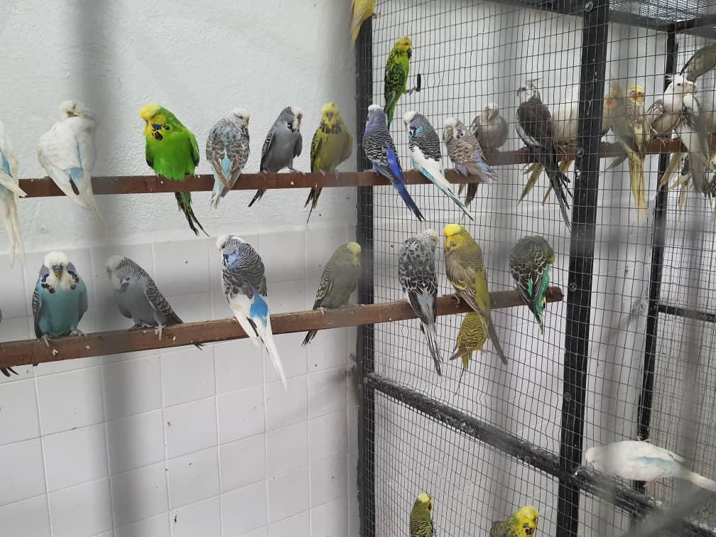 槟城峇都茅的动物检疫站从去年至今年3月份有543只鸟类检疫隔离。