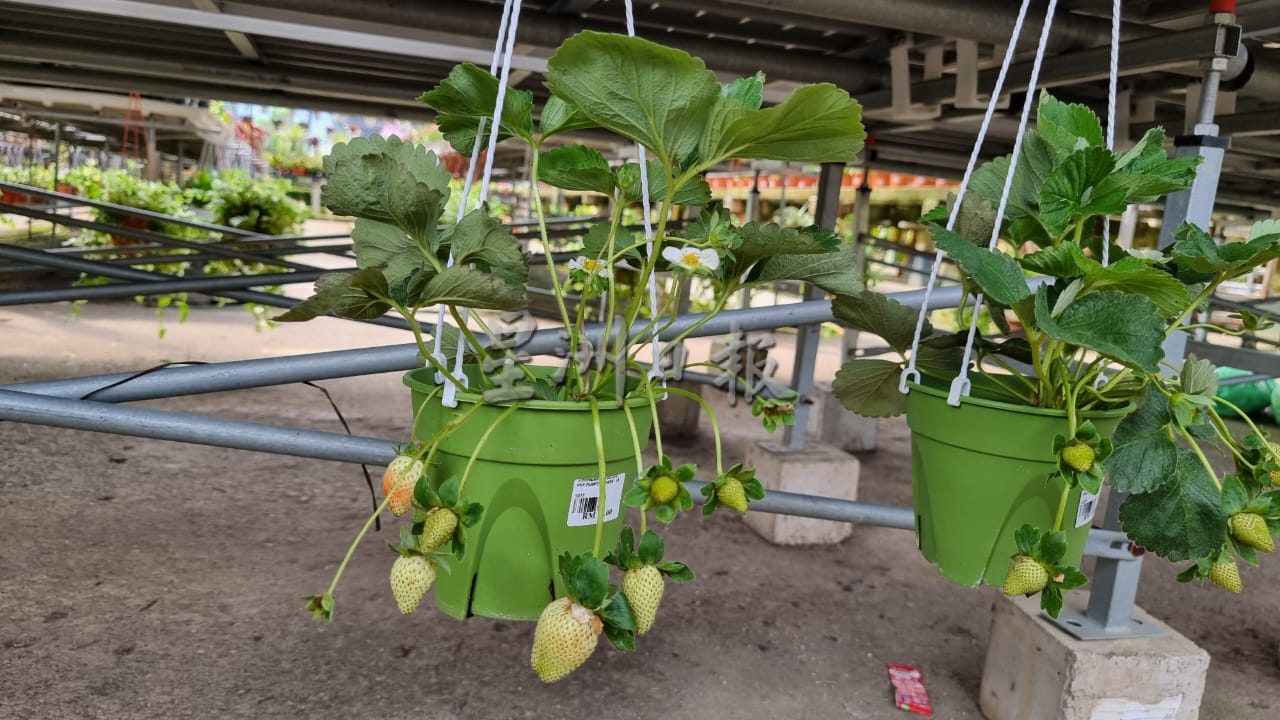 NS主文／极端天气来袭，花圃照护花卉有方