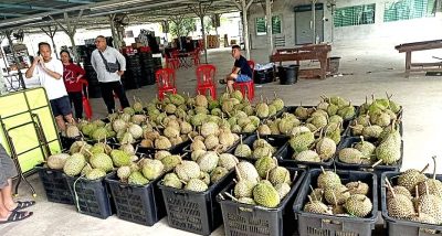 Thai way of plucking durians a new option for Raub farmers
