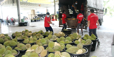 Thai merchants stop harvesting Musang King durians in Raub