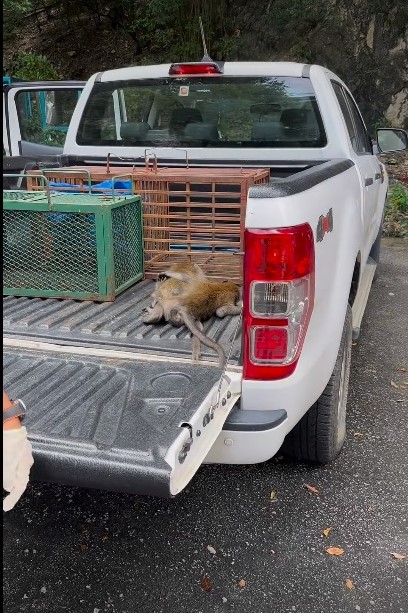 “野生动物局残忍杀猴” 峇都喼居民拍视频谴责官员