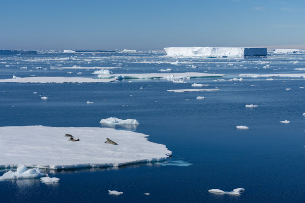 世界最低温海域变热！　南极“底层水”萎缩加速全球暖化