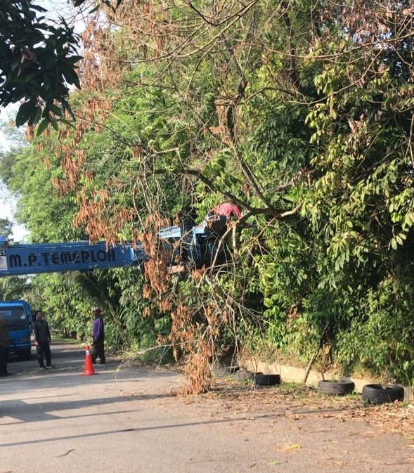市议会砍树组派员修砍枯萎枝叶，解决居民投诉