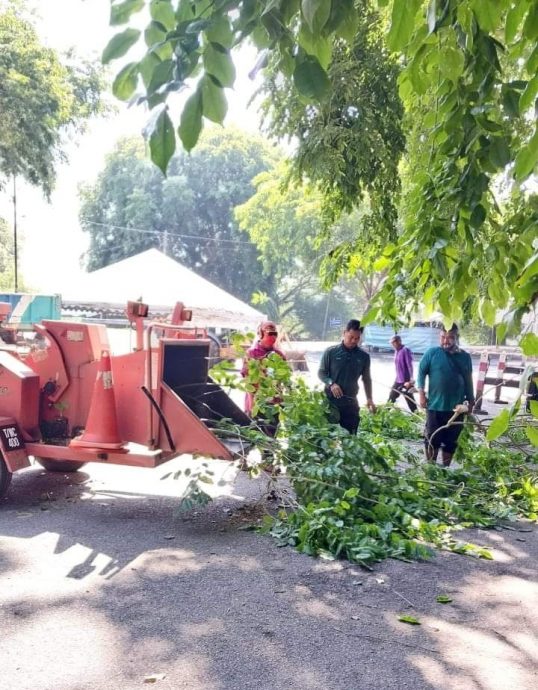 东：淡马鲁市议会派员修砍鲁拉士曼丹小贩中心范围的老树